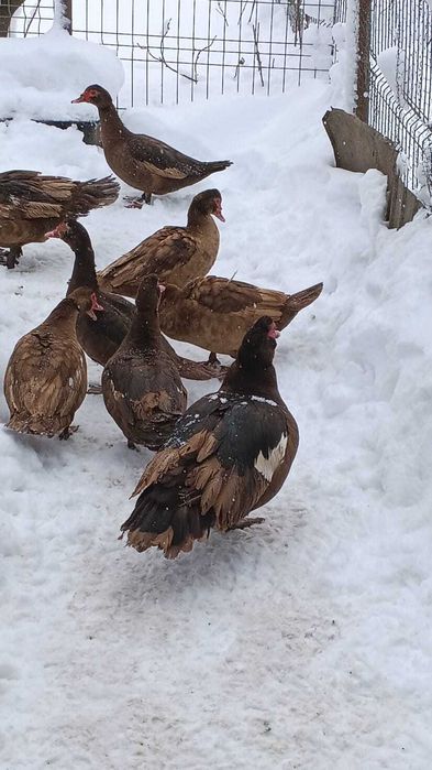 rate moscovit ciocolata ,negru salbatic