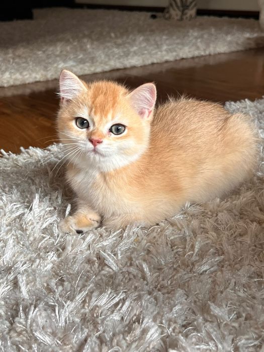 Băiețel jucaus british shorthair golden chinchilla!