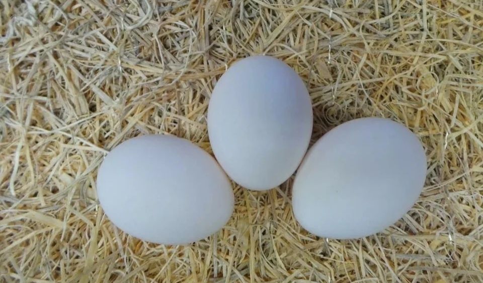 Куры несушки Доставка