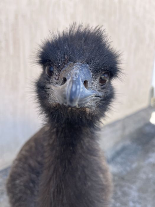 Эму Австралийский