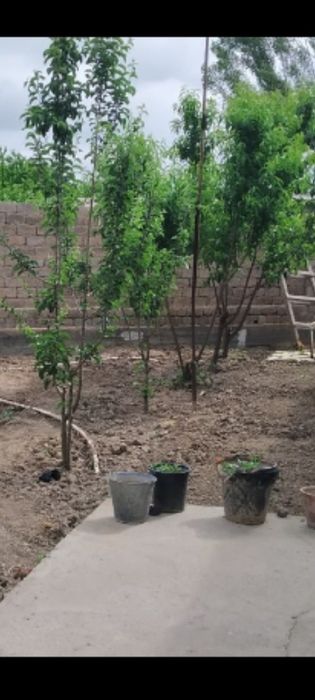 Сергели земля 16 соток