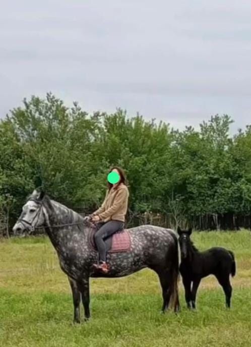 Iapa în vârstă de 7 ani