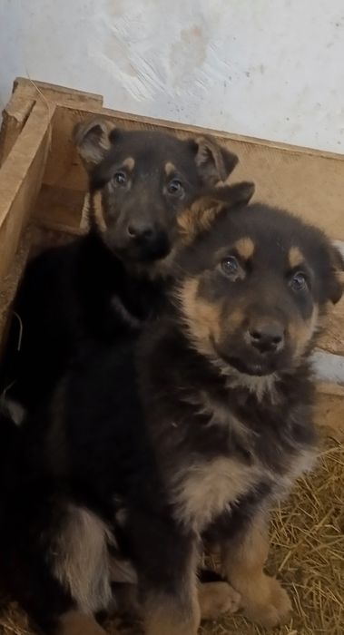 Щенки  Вео 2 месяца