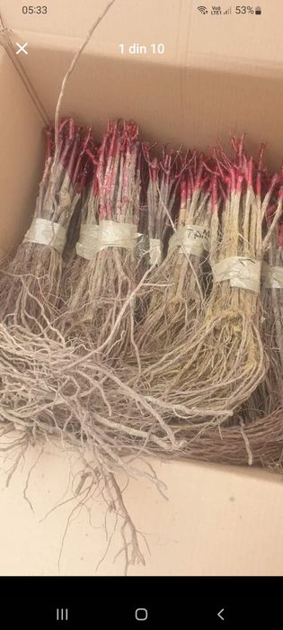 Producătoare de vânzare butasi