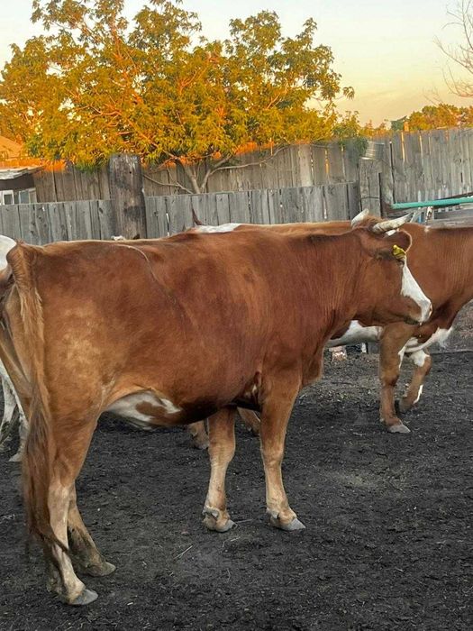 Продам коров. Сиырлар сатылады