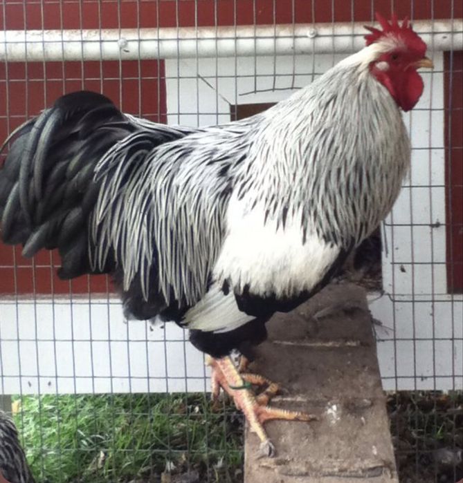 rhode island red si plymoth argintiu