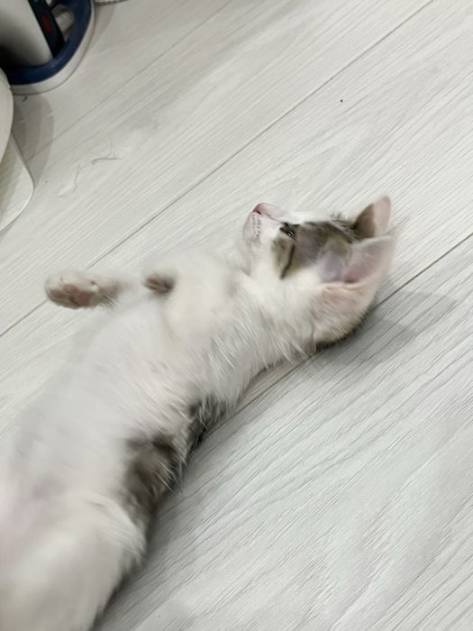 Отдаю котенка,в добрые руки