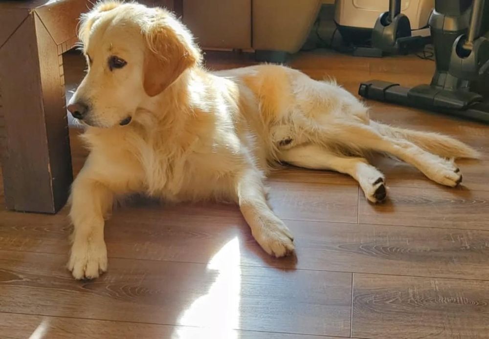 Подаравам Голдън мъжки