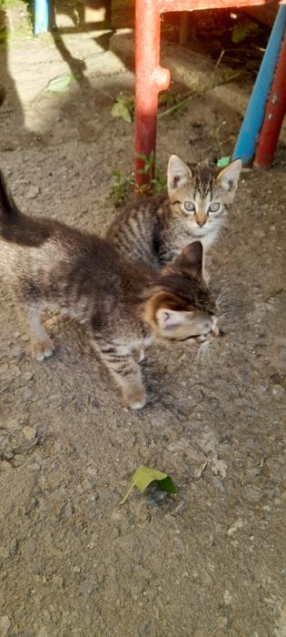 В добрые руки котята