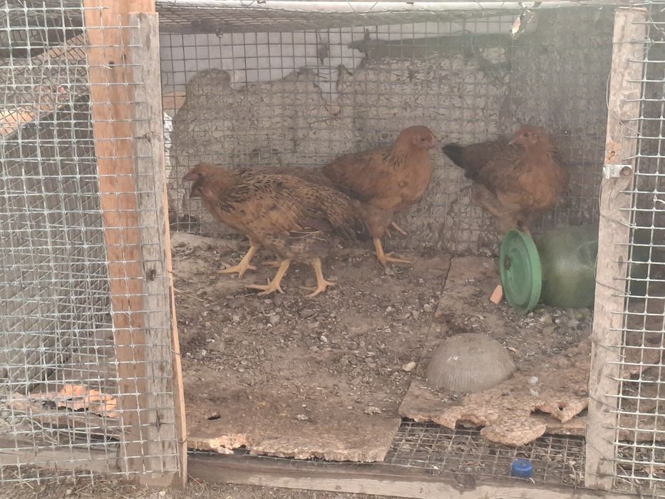 Продам куриц и петуха