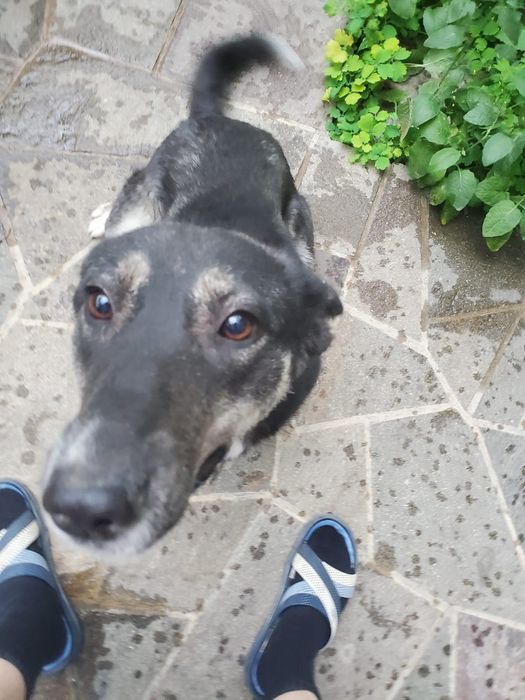 Собака самка умная