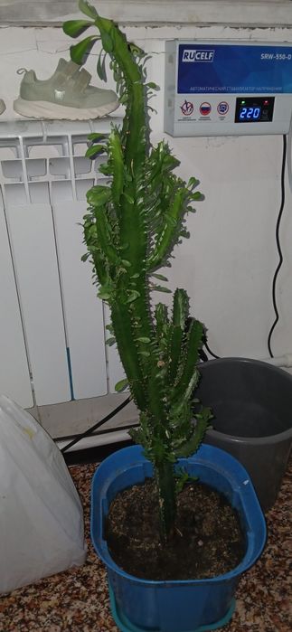 Продаи домащние цветы срочно.