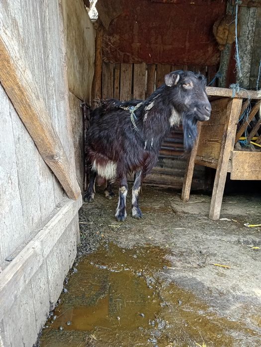 Capre cu iezi rasă Albă de Banat