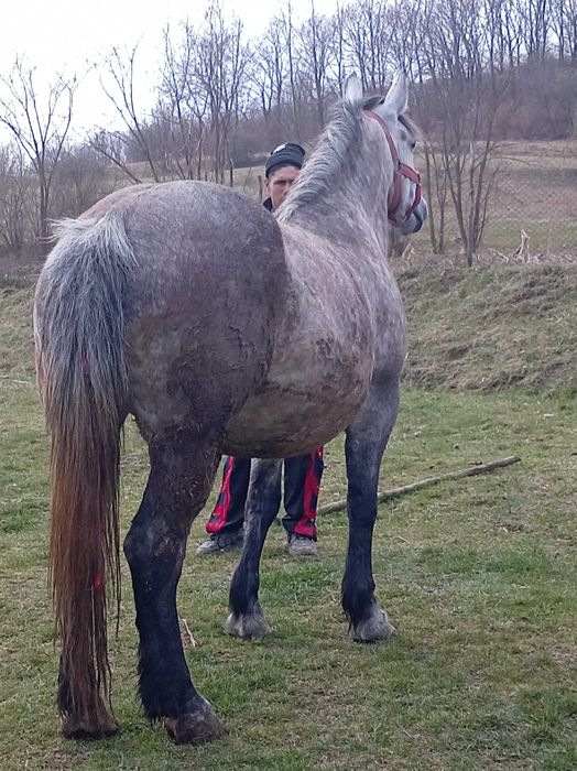 Vand iapa de 5 ani cu acte gestanta