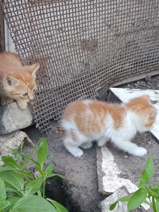 Отдам котят даром
