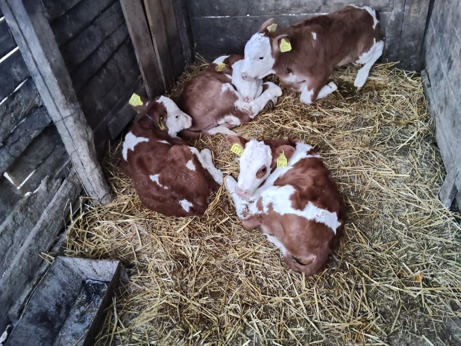 Trei tăurași și o vițea