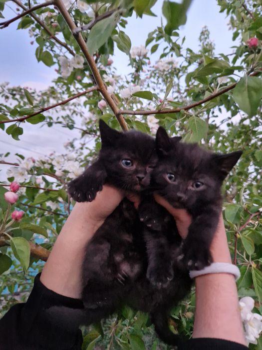 Отдам котят за шоколадку