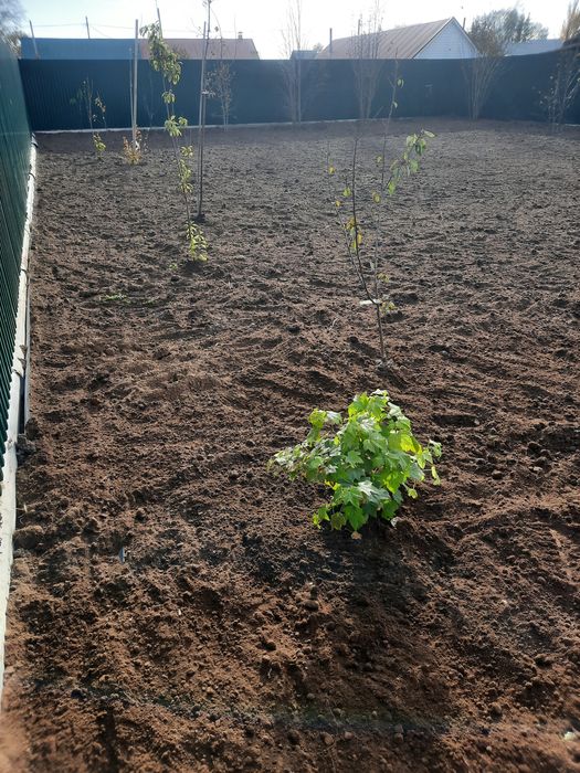 Планировка участка