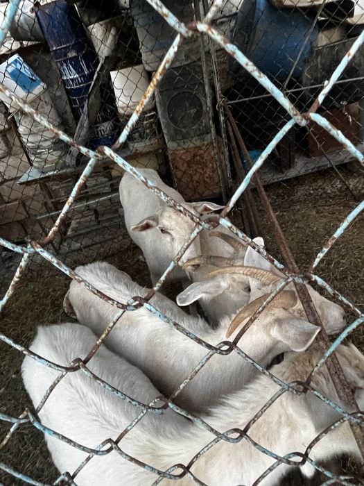 Уралский тек.    Козёл уралский