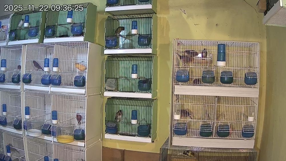 Canari timbrado floreado si alte specii