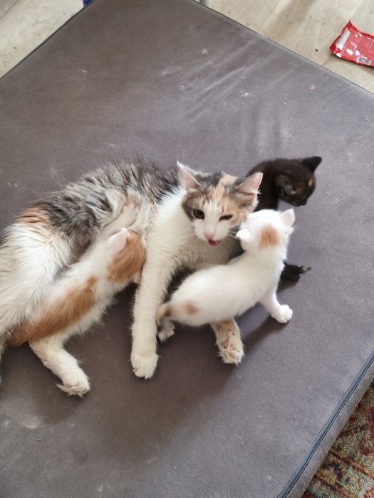 3 милых котенка беслпатно