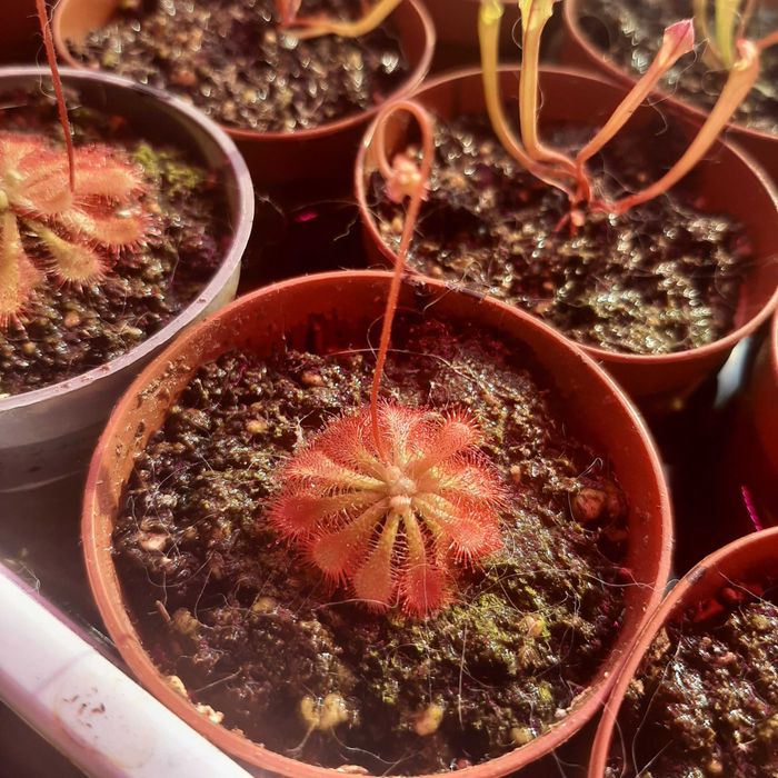 Росянка, хищно растение