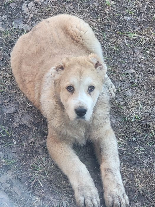 Алабай щенок продам