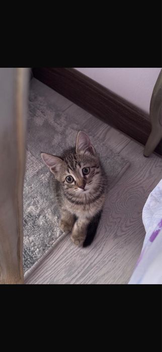 Тәтті кішкентай мысықтар