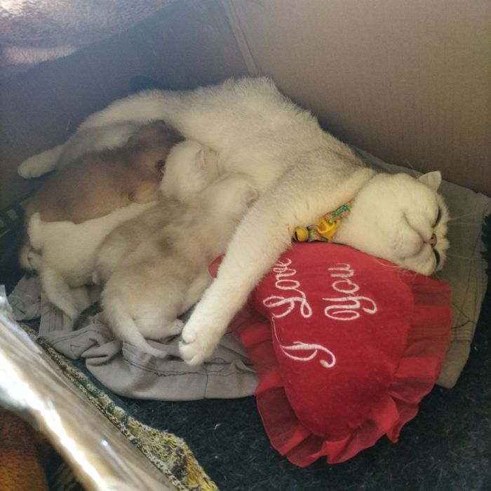 Серебристая, шиншилла страйт