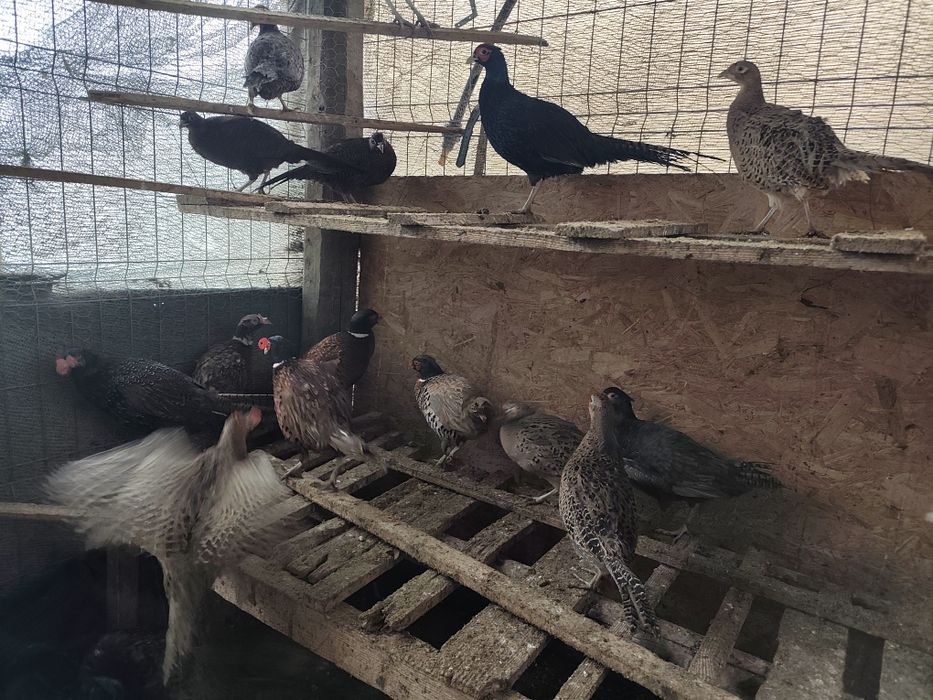 Fazani comun și tenebros