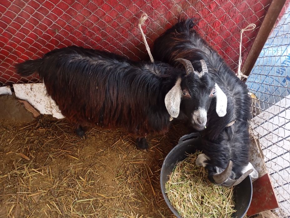 7 ta echki sotiladi hammasi bir varakayiga. Donaga sotilmaydi.