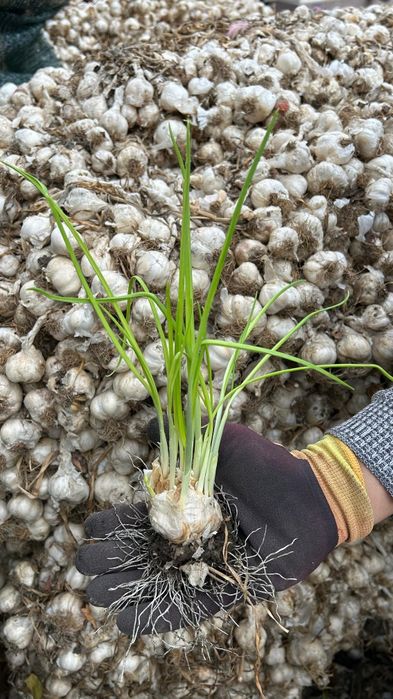 Usturoi românesc de vânzare în cozi