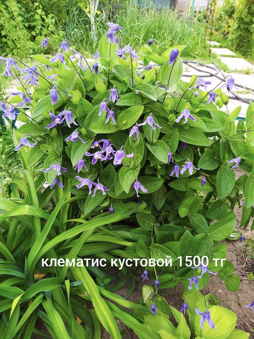 Цветы многолетние