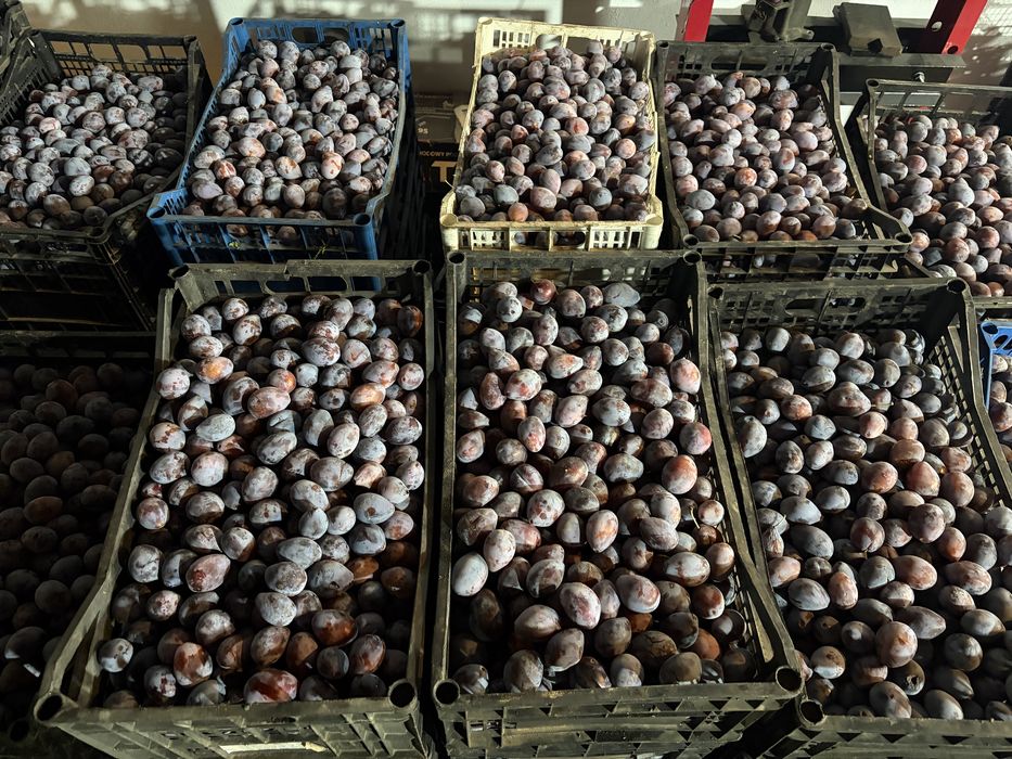 Prune Agen / Arjan de vanzare