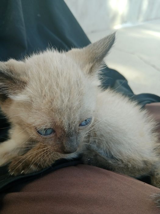 Продаётся котёнок