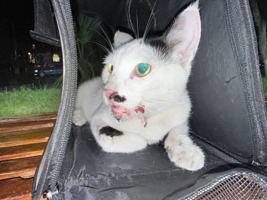 Отдадим кошку в хорошие руки ей нужно помошь!!!
