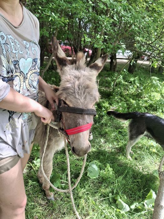 Продаётся ослиха
