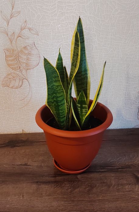 Продам комнатные цветы.