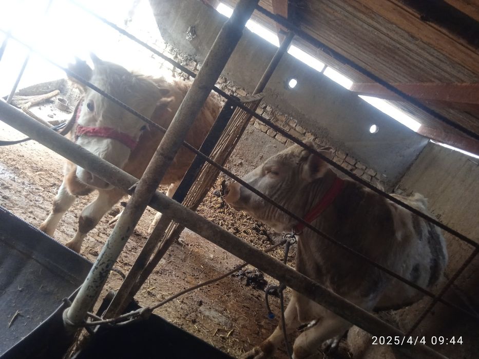 Сментал аврекол зотдор букалар бор нархини келишамиз