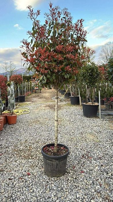 Plante ornamentale tuia ,leylandii,laur ,photinia copac,trandafiri copac,pon pon