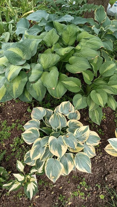 Продам хосты-декоративные  многолетники.