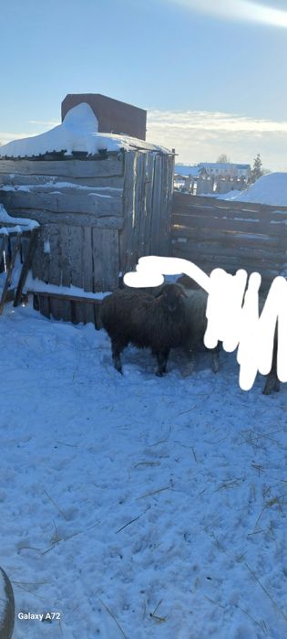Продам двух баранов