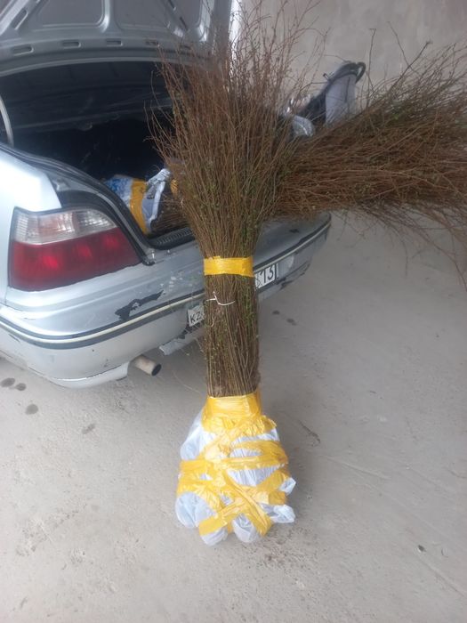 Вяз оптом      .