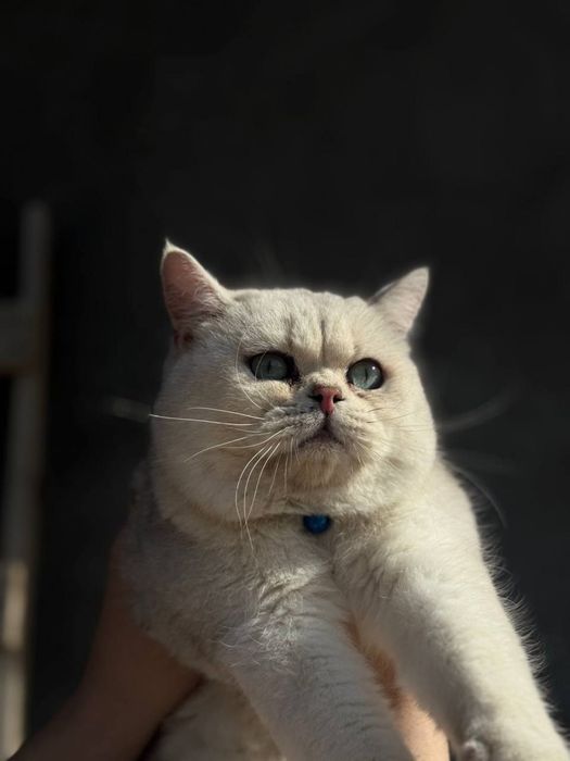 Продается котенок в хорошие руки)