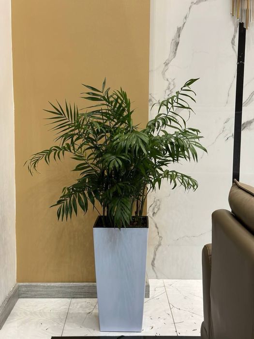 Цветы для дома и офиса. Гуллар