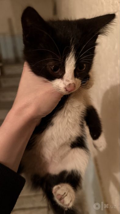 Ищет дом котенок