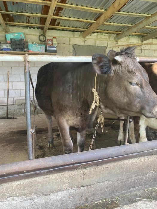 Продаю тёлку      .