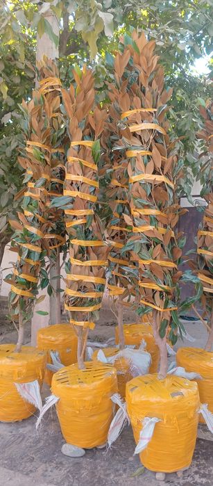 Магнолия гладифлора Италиянский