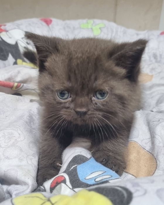 Продаются очаровательные Скоттишь Страйтт.