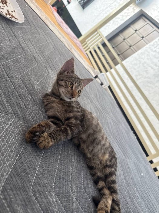 Отдам в добрые руки мальчик